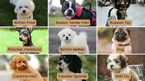 varias razas de perros pequeños tranquilos como Cavalier, Caniche y Bichón