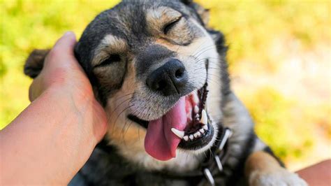 anciano sonriendo y acariciando a un perro mestizo