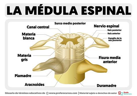 Infografía detallando las diferentes partes de la médula espinal y su conexión con el cerebro y el cuerpo.
