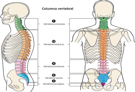 Diagrama anatómico de la columna vertebral mostrando las divisiones cervical, torácica, lumbar y sacra.