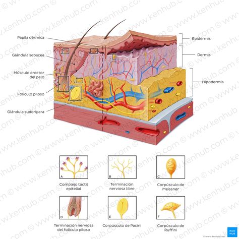 Diagrama mostrando las capas de la piel y la fascia afectadas por la fascitis necrosante