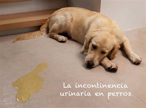 infografía causas incontinencia urinaria en perros
