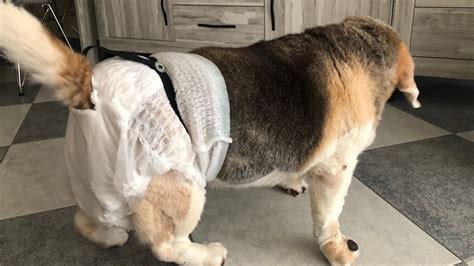 perro anciano con pañal