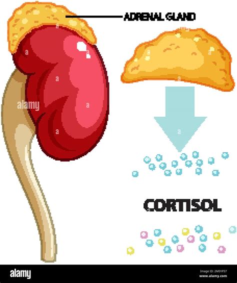 Diagrama de la glándula suprarrenal y la producción de cortisol.