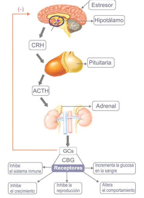 Esquema del eje hipotálamo-hipófisis-adrenal (HHA).