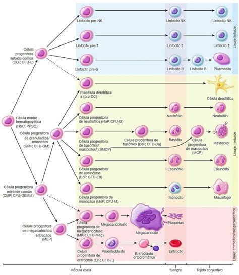 Esquema del sistema hematopoyético y la producción de células sanguíneas en la médula ósea
