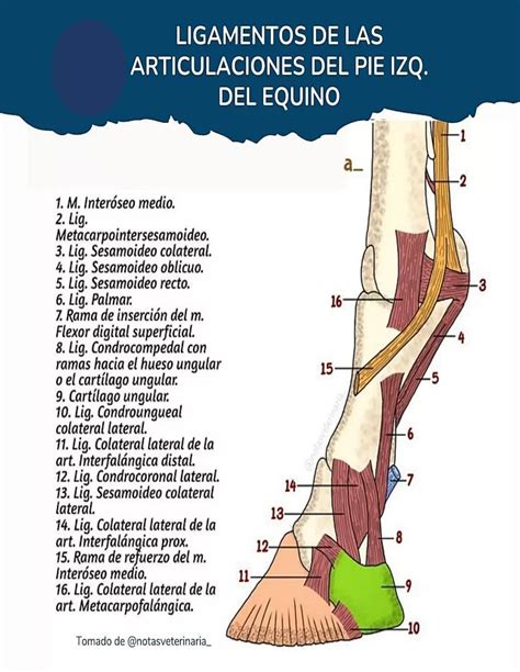 Representación anatómica detallada de un dígito equino, mostrando tendones y ligamentos.