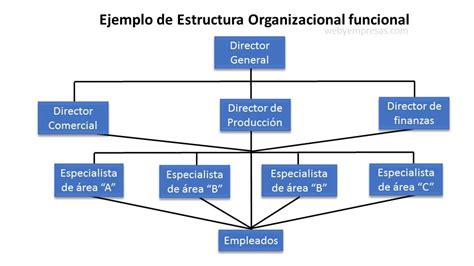 Esquema de la organización microestructural y funcional de un tendón equino.