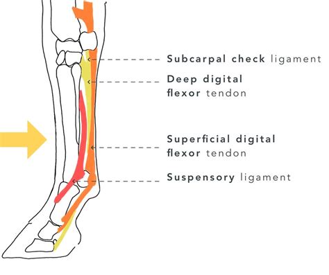 Ilustración del ciclo de carga del tendón flexor digital superficial en un caballo durante la locomoción.
