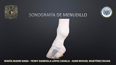 Radiografía mostrando una deformidad flexural en la articulación del menudillo equino.