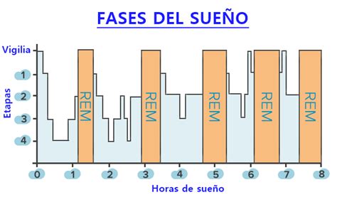 Esquema de las fases del sueño humano, mostrando NREM 1, 2, 3, 4 y REM
