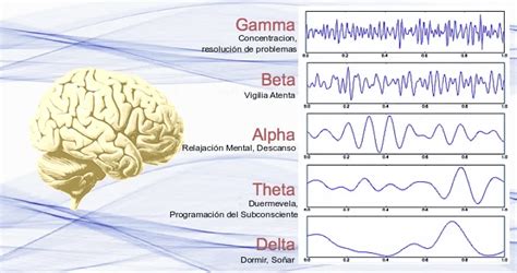 Ilustración de la actividad cerebral durante la fase REM, mostrando ondas cerebrales y las áreas activas