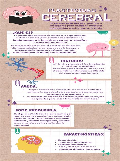 Infografía sobre la plasticidad cerebral y cómo se mantiene activa con la edad