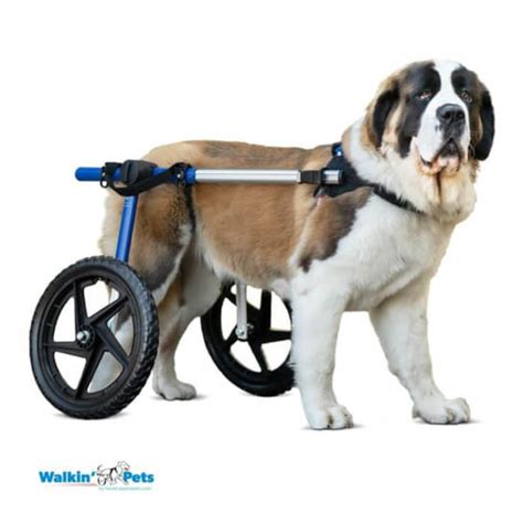 Perro feliz utilizando una silla de ruedas con soporte trasero