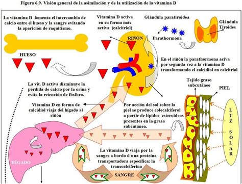 Diagrama de flujo mostrando cómo el calcio y la vitamina D de la leche fortalecen los huesos.