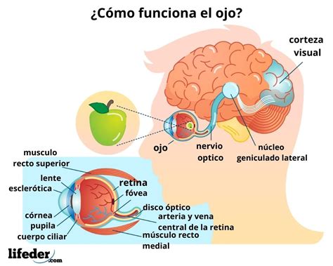 Visión general del ojo humano y las áreas afectadas por la discapacidad visual