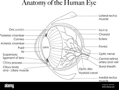 Diagrama de la anatomía del ojo humano