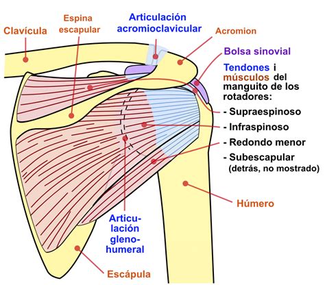 Diagrama anatómico de tendones y articulaciones del hombro