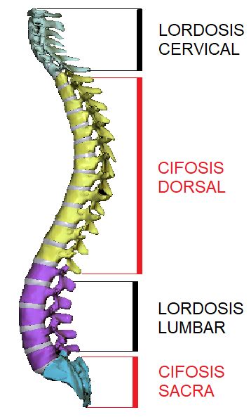 Esquema de las curvaturas fisiológicas de la columna vertebral (lordosis cervical, cifosis dorsal, lordosis lumbar)