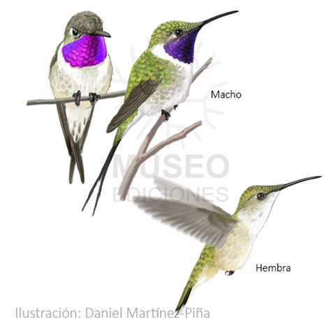 Fotografía comparativa de macho y hembra del Picaflor de Arica
