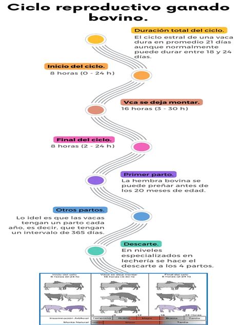 Esquema del ciclo reproductivo del Picaflor de Arica