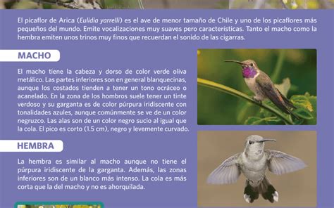 Infografía comparando el Picaflor de Arica y el Picaflor de Cora
