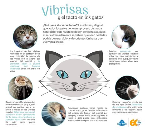 Esquema de las vibrisas del gato y su función táctil