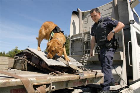 Perro rastreador trabajando en un campo para la conservación de la naturaleza