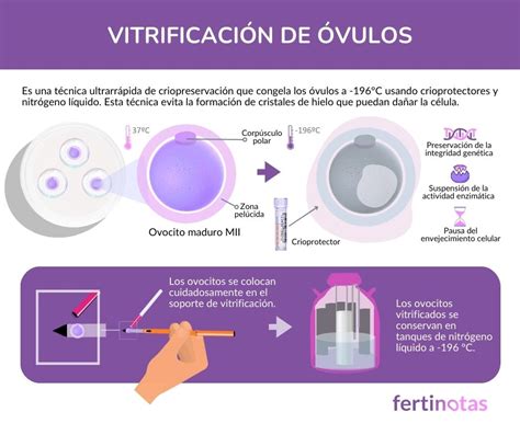 Esquema: Proceso de vitrificación de óvulos