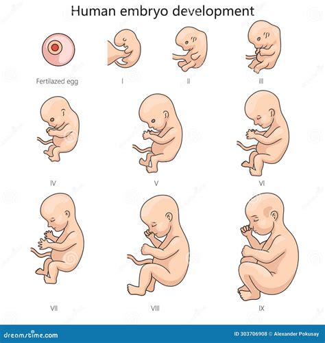 Ilustración: Complicaciones potenciales en el desarrollo fetal