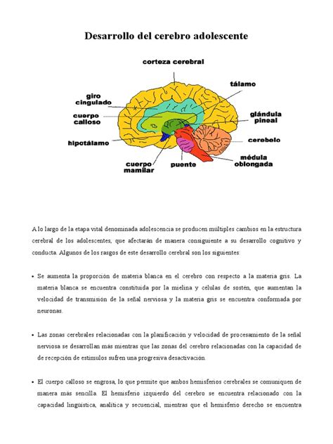 Diagrama del desarrollo del cerebro adolescente