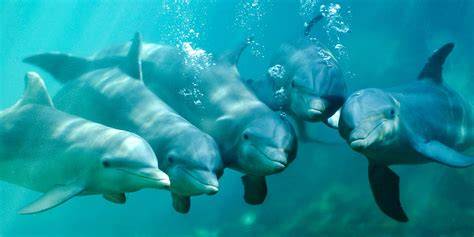 Foto de delfines interactuando en grupo