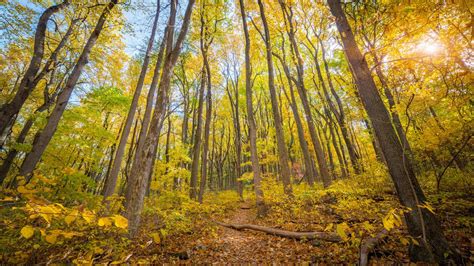 Fotografía aérea del Parque Nacional Shenandoah y el Skyline Drive en otoño
