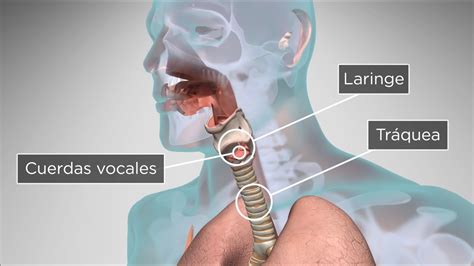 Ilustración de la laringe y las cuerdas vocales en reposo y en vibración.