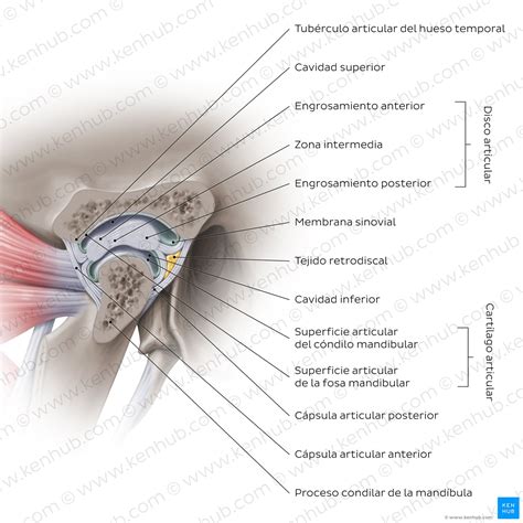 Ilustración anatómica de la articulación temporomandibular (ATM), mostrando el hueso temporal, la mandíbula, el disco articular y los ligamentos.