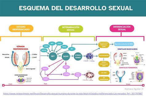 Infografía sobre los cambios en la función sexual masculina con la edad