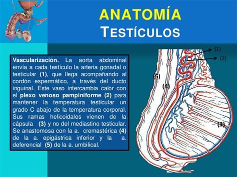 Diagrama de un varicocele en el testículo