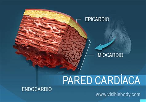 Esquema de las paredes del miocardio y su engrosamiento con la edad, mostrando células musculares cardíacas normales y con hipertrofia y fibrosis.