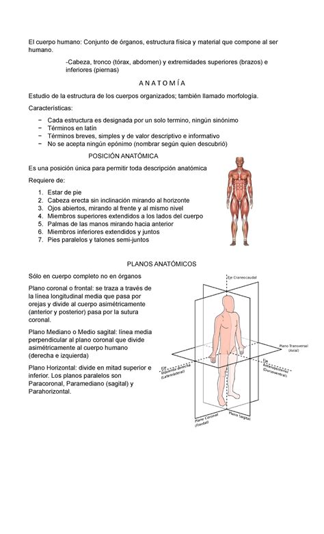 Diagrama: Plantilla anatómica con puntos de amortiguación