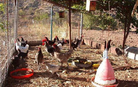 Esquema de un corral de cría con gallinas criollas