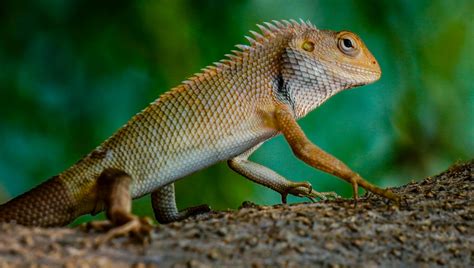Fotografía de un lagarto de cristal adulto en su hábitat natural.