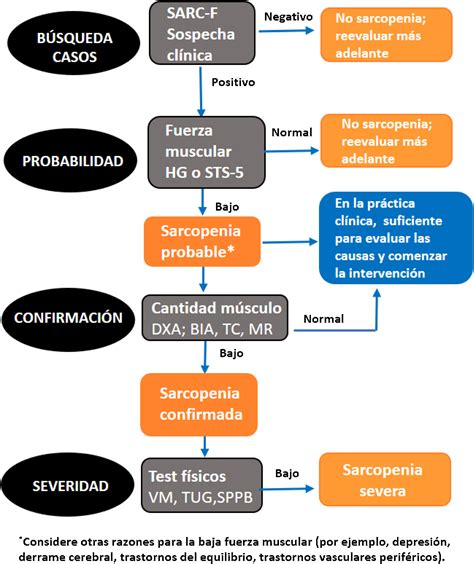 Esquema sobre el proceso de sarcopenia y la importancia del aporte proteico en adultos mayores para mantener la masa muscular.