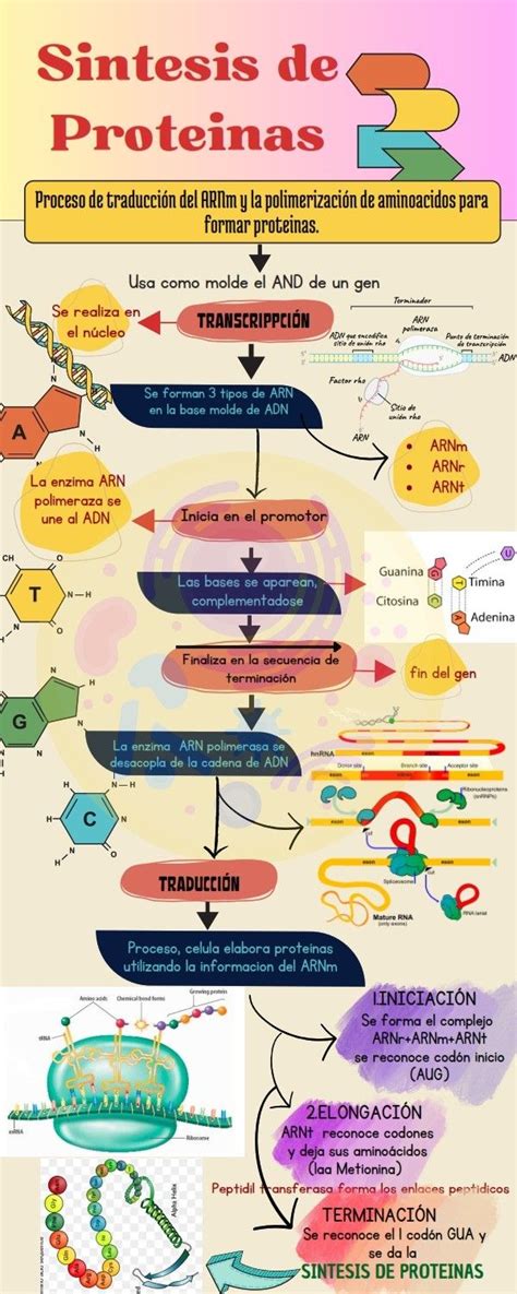 Infografía comparativa sobre la síntesis de proteína muscular con y sin suplementación de leucina en adultos mayores.