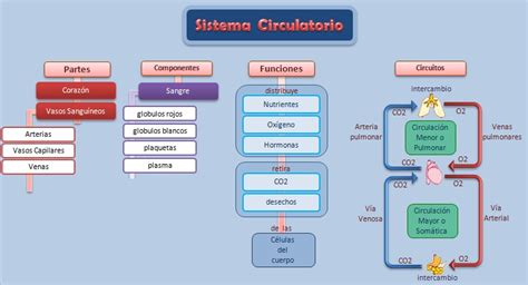 Esquema de la valoración del sistema circulatorio arterial en adultos mayores