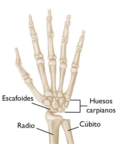 Anatomía del hueso escafoides en la muñeca y su ubicación