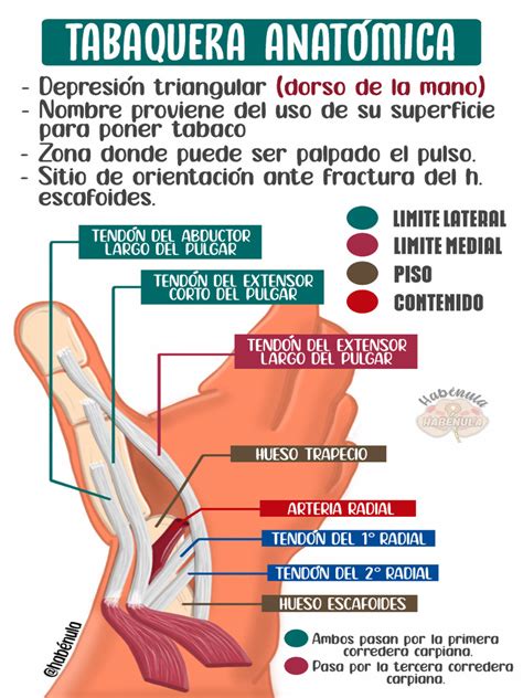 Diagrama de la tabaquera anatómica y puntos de dolor en fractura de escafoides