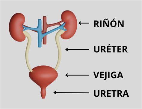 Esquema de la vejiga y sistema urinario con una persona mayor