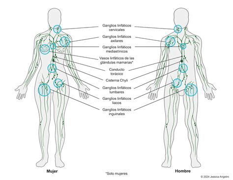 Esquema del sistema linfático con énfasis en ganglios y vasos