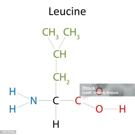 Infografía detallando la estructura química del HMB y su relación con la leucina.