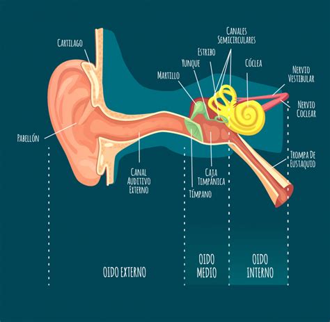 Infografía sobre la estructura del oído y cómo funciona la audición